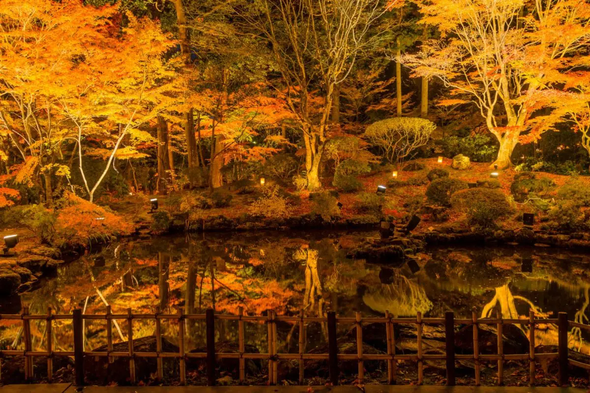 Autumn Leaves at Night | VISIT MIYAGI