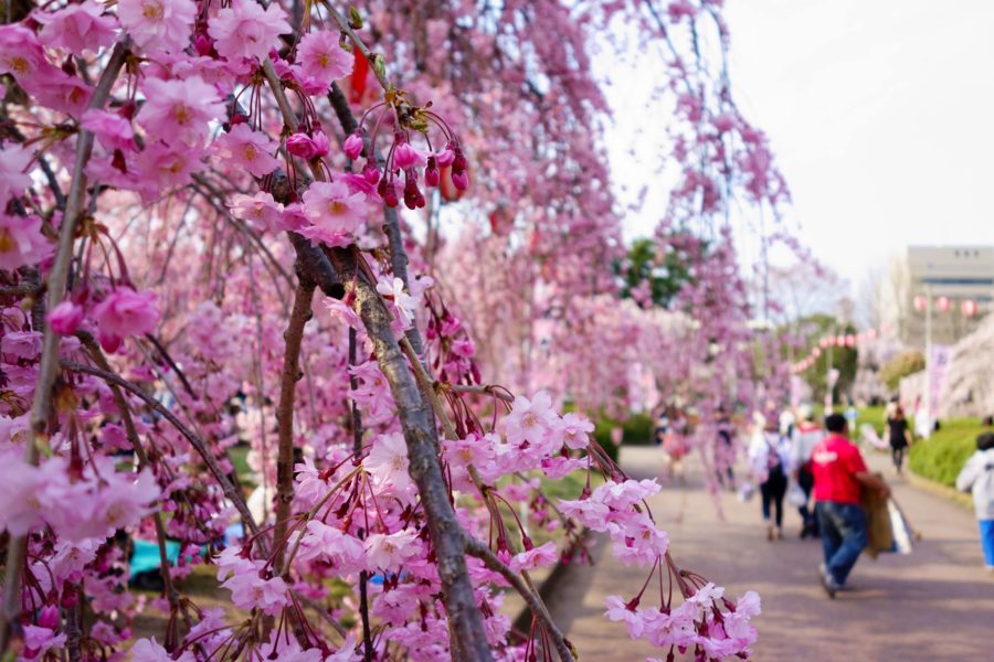 Cherry Blossoms At Tsutsujigaoka Park Visit Miyagi