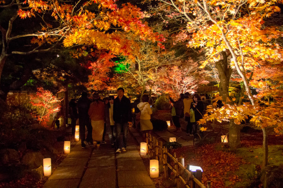 Autumn Leaves at Night | VISIT MIYAGI